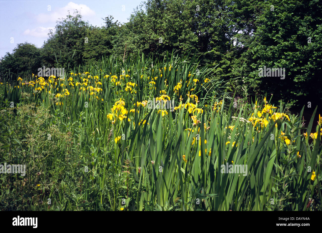 Iris pseudacorus ( Yellow Flag Iris ) Growing in Wet Conditions Stock