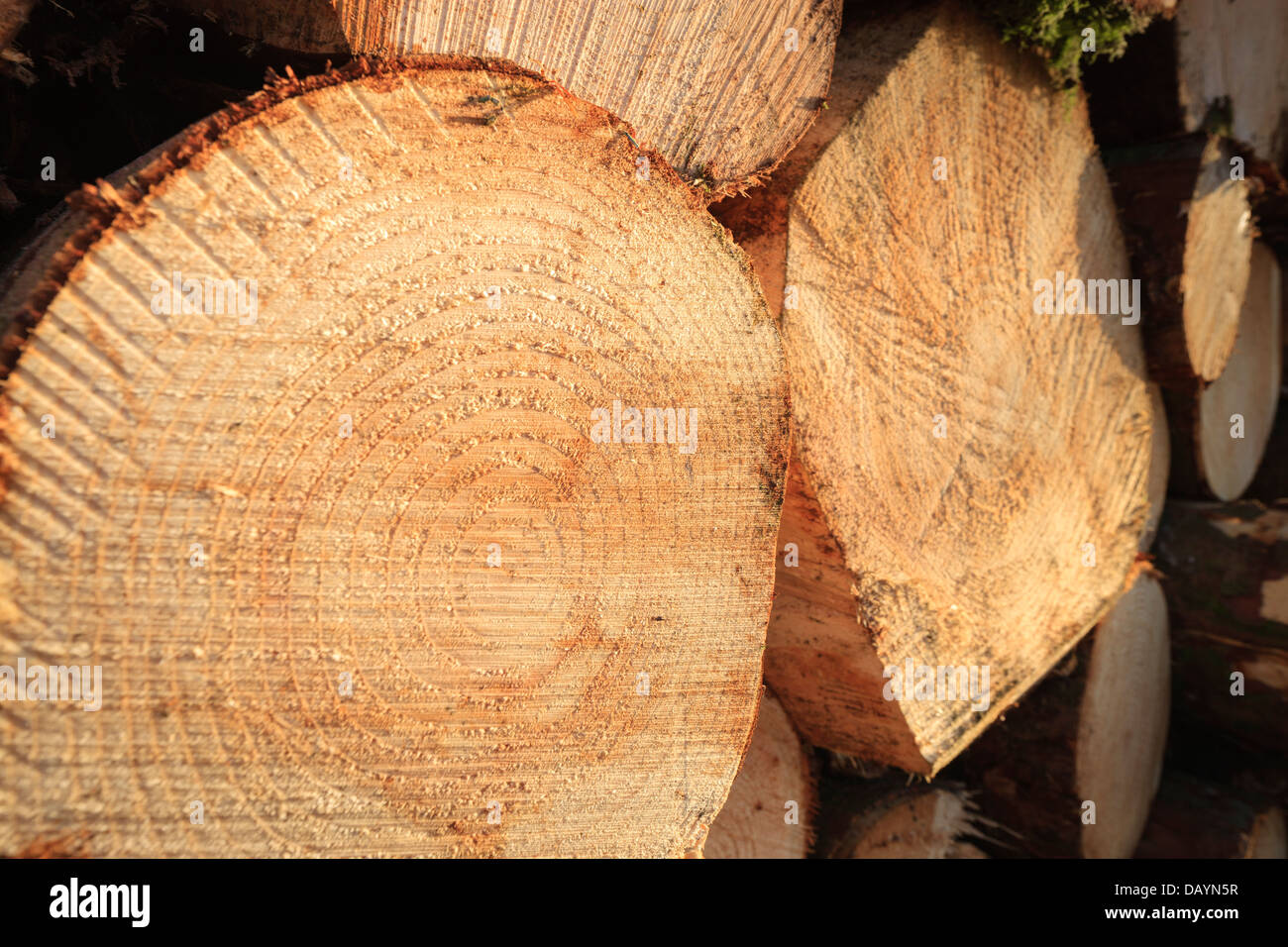 close up of wood grain Timber Harvesting Pembrokeshire Wales Stock