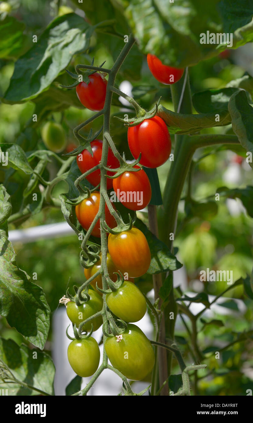 Plum tomatoes being cultivated inside a warm greenhouse , they are