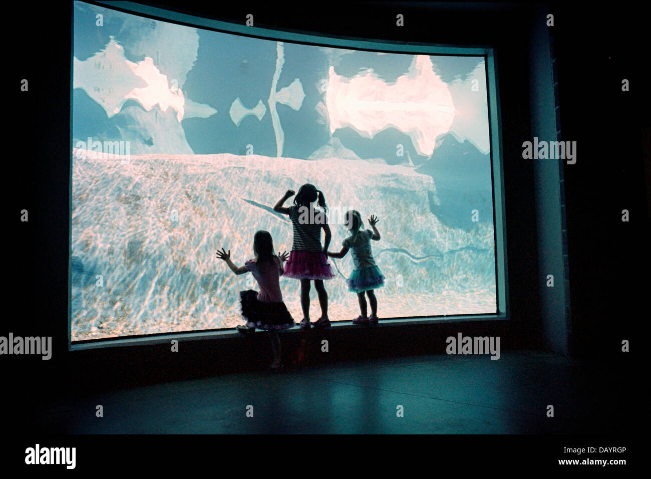 Children gaze in to the underwater window of a habitat looking for the animals housed inside. Stock Photo
