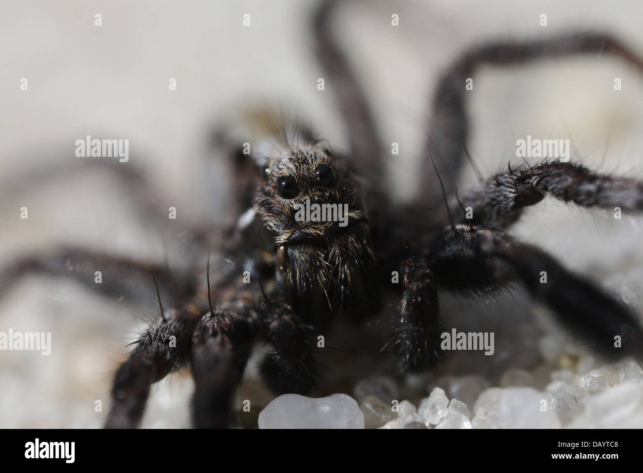A wolf spider (Lycosidae sp) closeup. Photographed in Frederikshaab Plantation in Denmark. Stock Photo