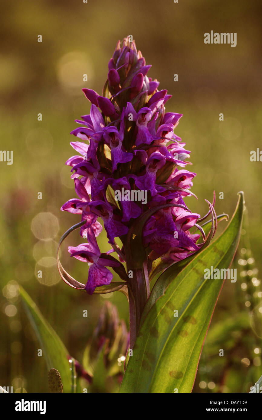 A backlit Western Marsh Orchid (Dactylorhiza majalis) photographed at Kvak Mølle. Denmark. Stock Photo