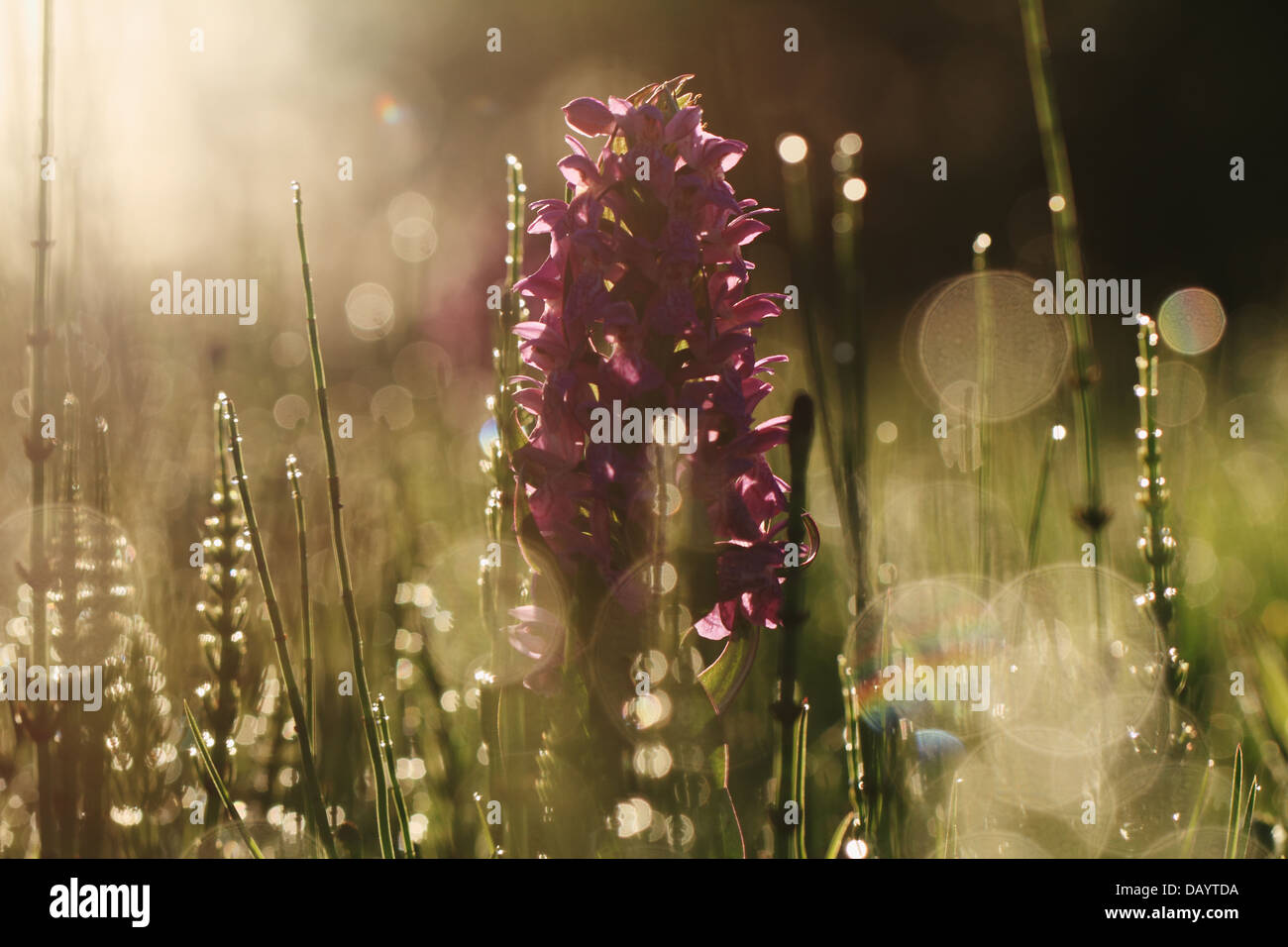 A backlit Western Marsh Orchid (Dactylorhiza majalis) with rain drops photographed an early morning at Kvak Mølle. Denmark. Stock Photo
