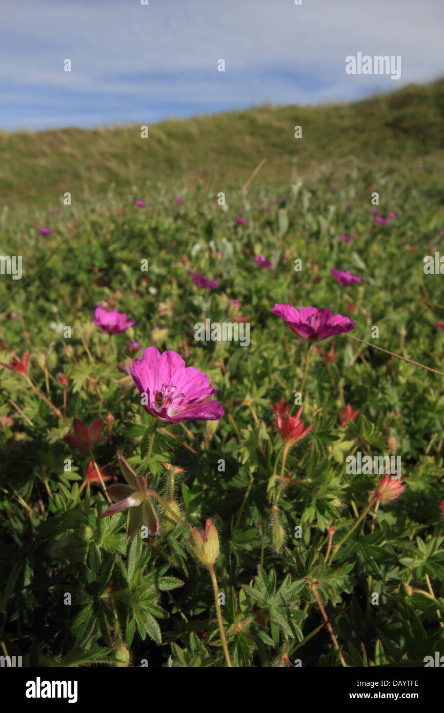 Bloody Cranesbill (Geranium sanguineum) blooming in the dunes at the west coast of Jutland in Denmark (Tornby Strand). Stock Photo