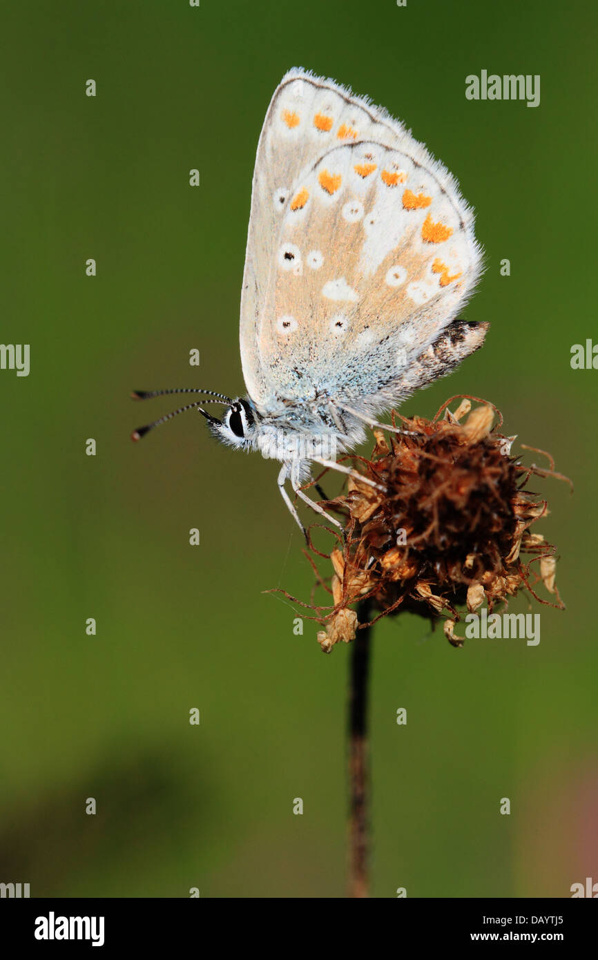 Northern Brown Argus (Aricia artaxerxes). Photographed at Tornby Strand in Denmark Stock Photo