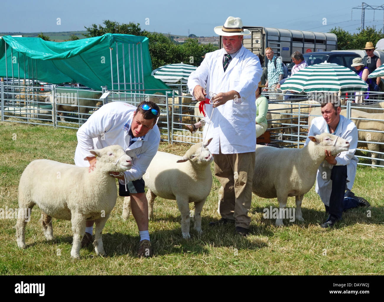 Sheep being judged at a livestock show in cornwall, UK Stock Photo
