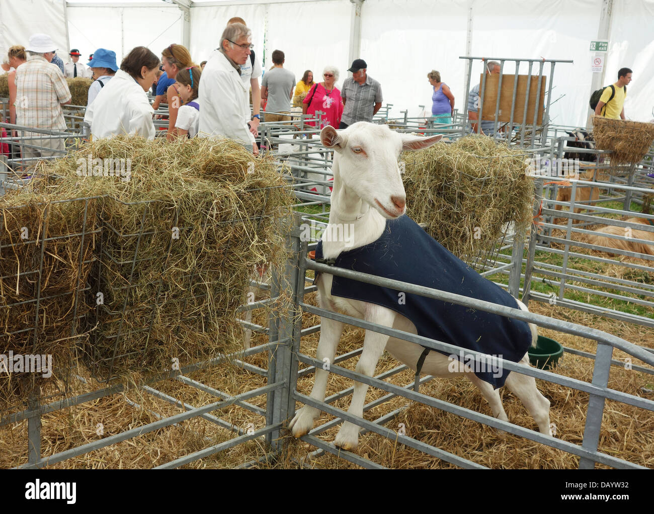 A goat in a pen at Stithians livestock and agricultural show, Cornwall, UK Stock Photo