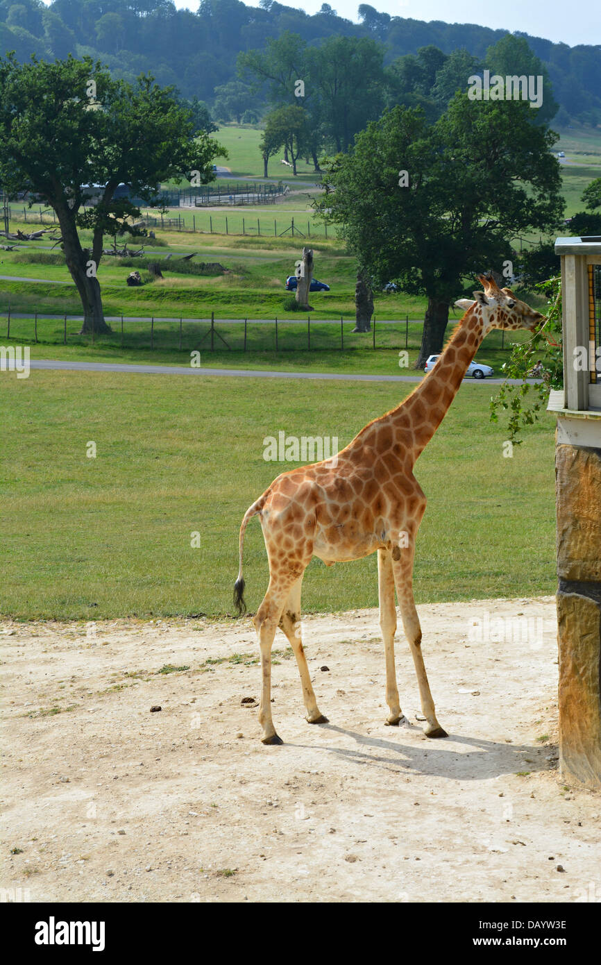 Baby Giraffe Eating