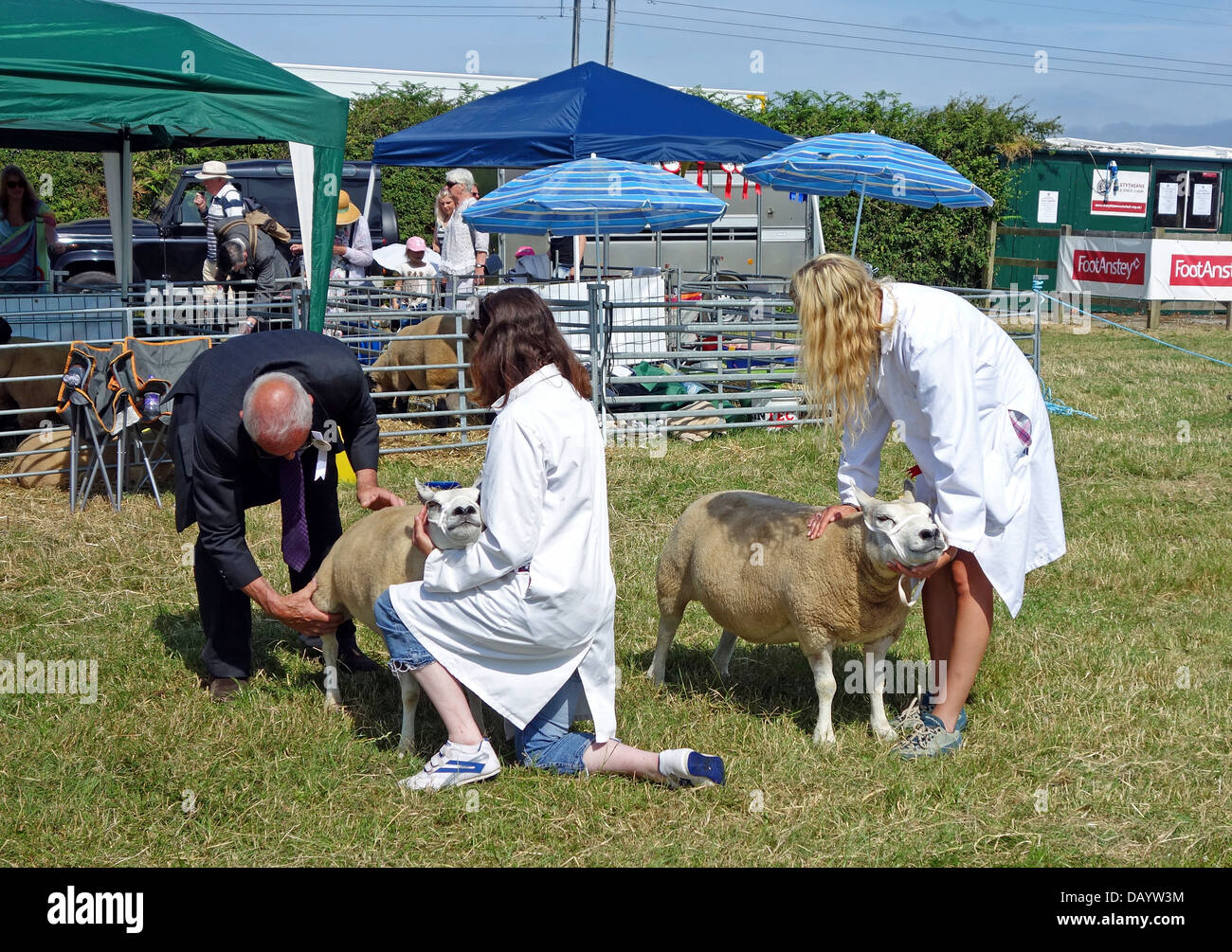 Sheep being judged at the annual Stithians livestock show in Cornwall, UK Stock Photo