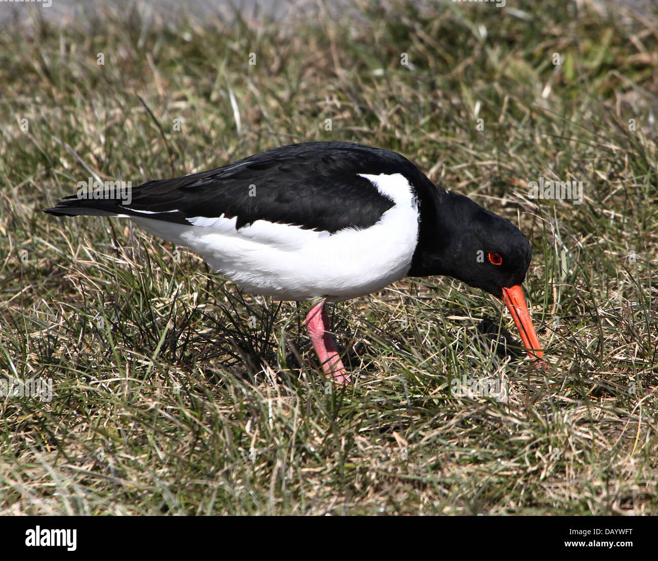 Juvenile oyster catcher hires stock photography and images Alamy