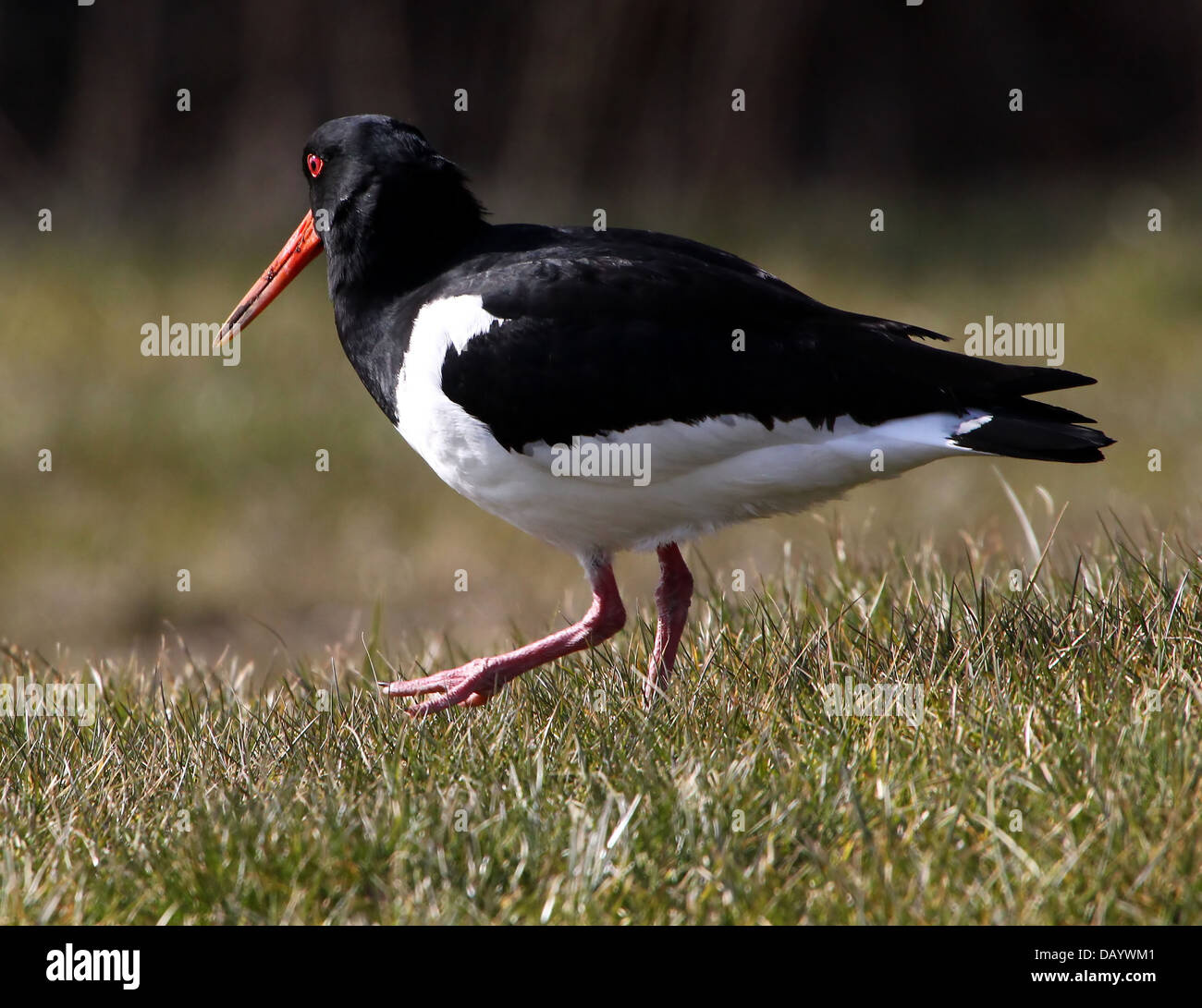 Juvenile oyster catcher hires stock photography and images Alamy
