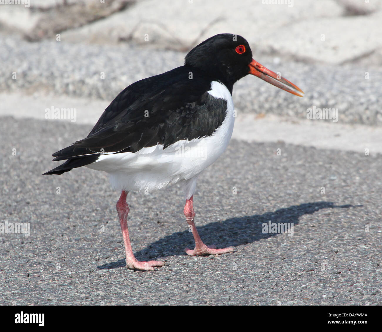 Juvenile oyster catcher hires stock photography and images Alamy