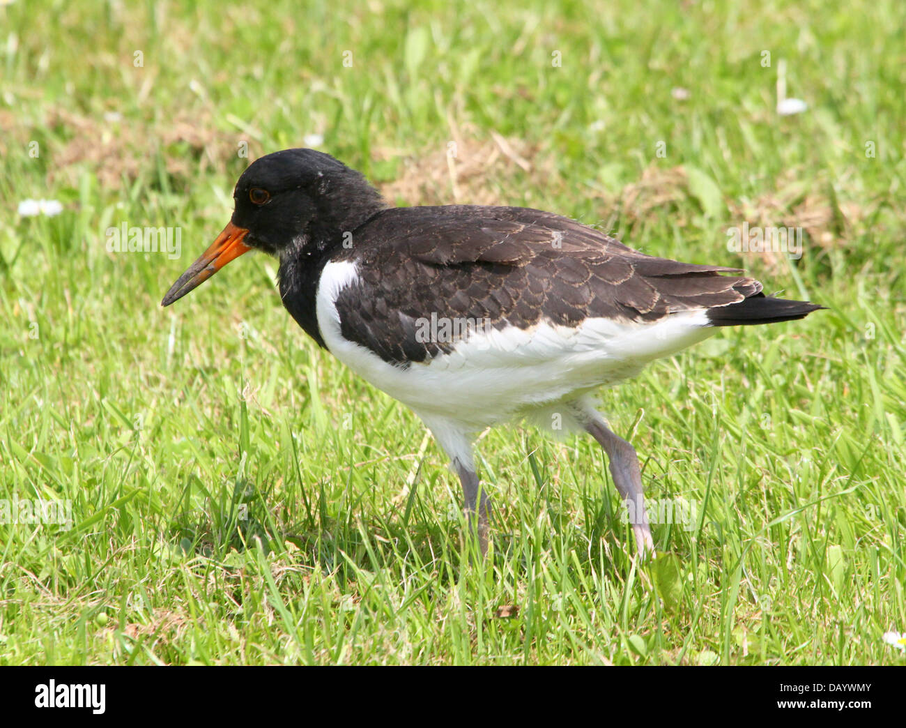 Solitary juvenile Common Pied Oystercatcher (Haematopus ostralegus) foraging in lush grassland