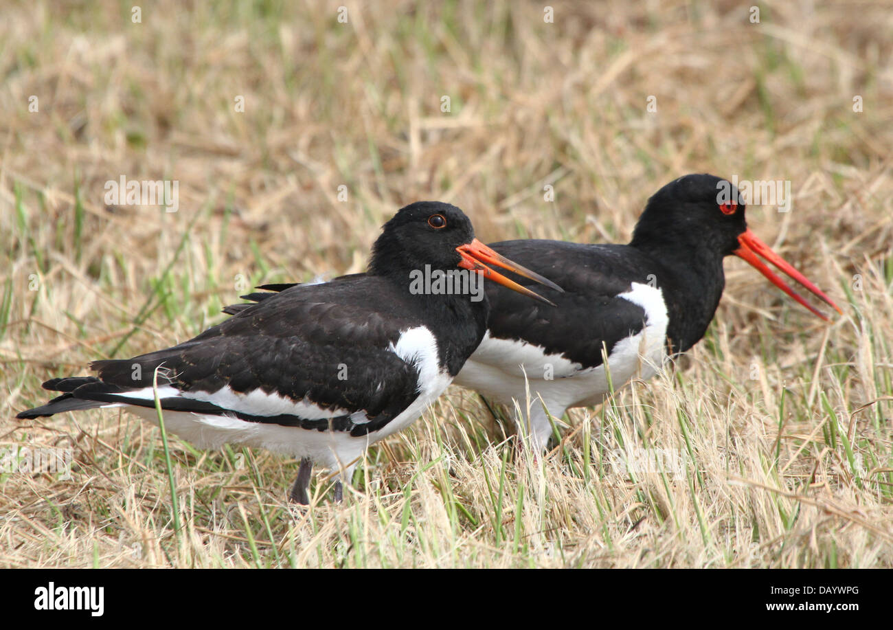 Juvenile Common Pied Oystercatcher (Haematopus ostralegus) foraging together with parent (over