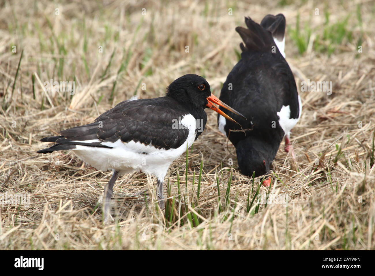 Juvenile oyster catcher hires stock photography and images Alamy