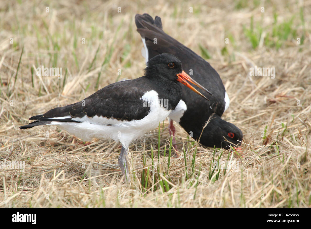 Juvenile oyster catcher hires stock photography and images Alamy