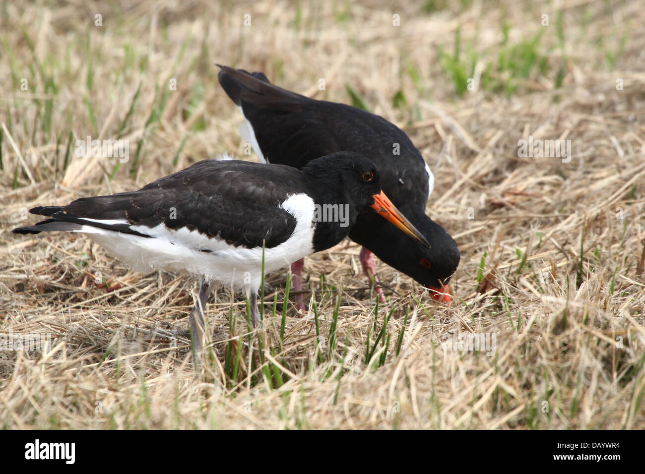 Juvenile Common Pied Oystercatcher (Haematopus ostralegus) foraging together with parent (over