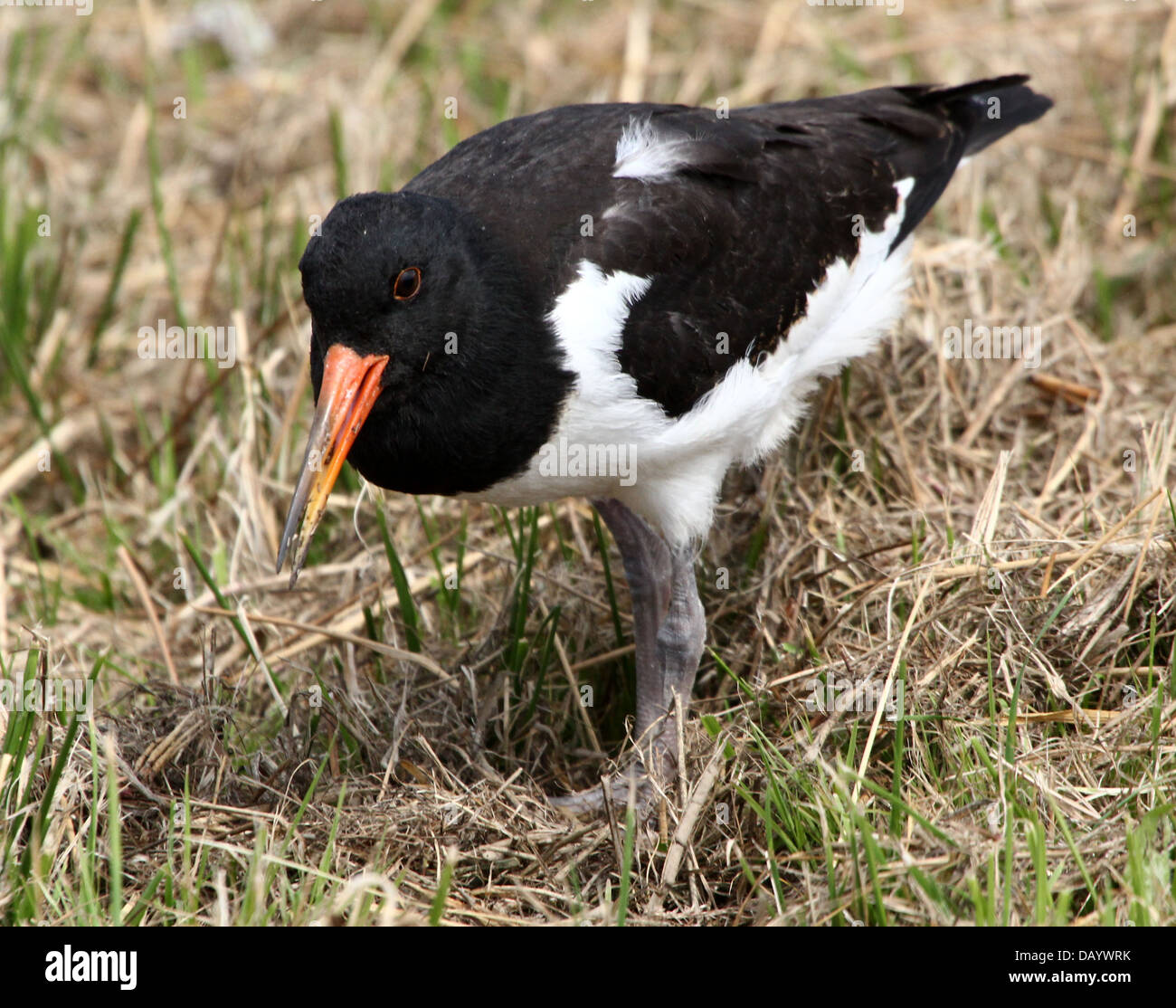 Juvenile Common Pied Oystercatcher (Haematopus ostralegus) foraging Stock Photo Alamy