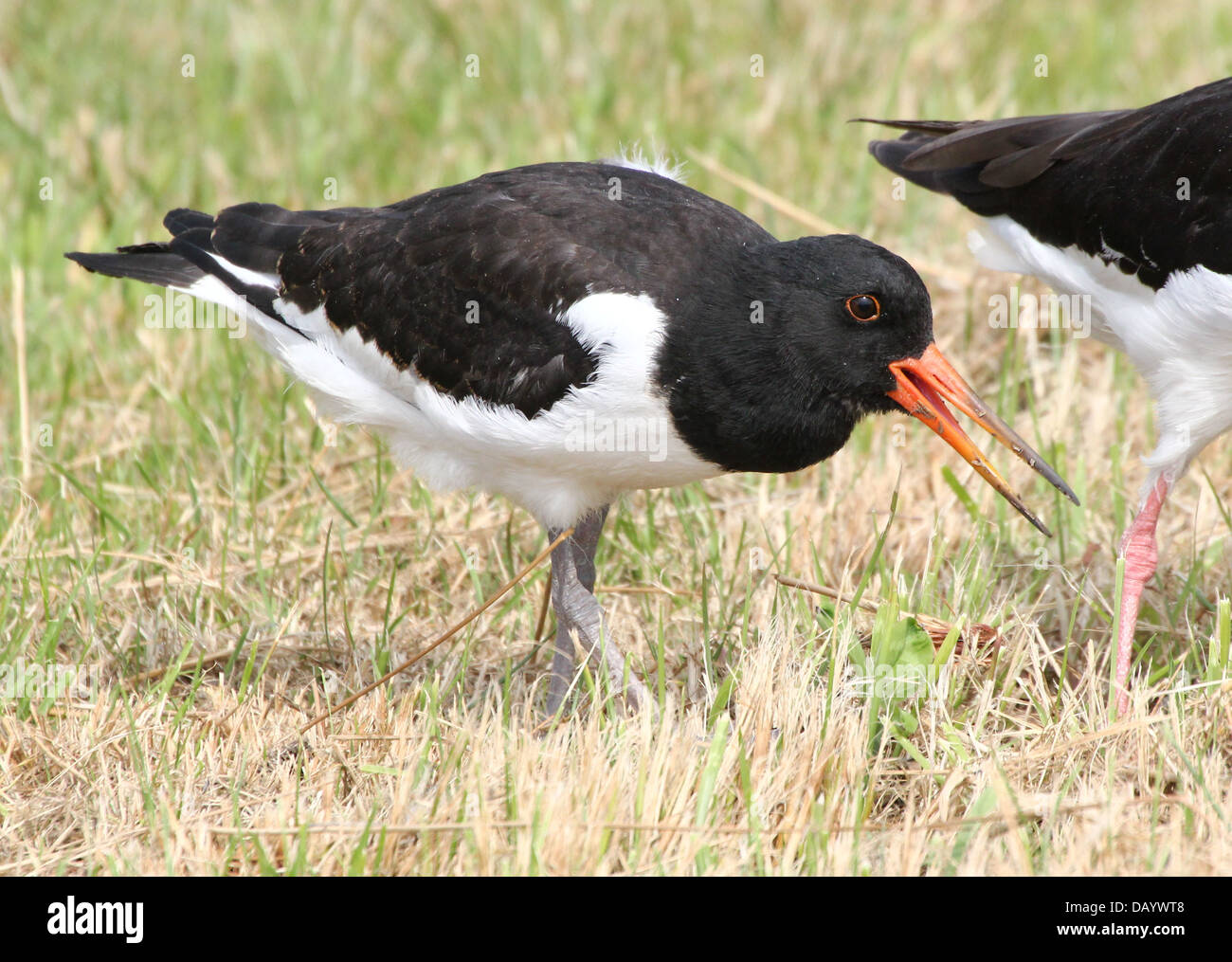 Juvenile Common Pied Oystercatcher (Haematopus ostralegus) foraging together with parent (over 30 images in series) Stock Photo