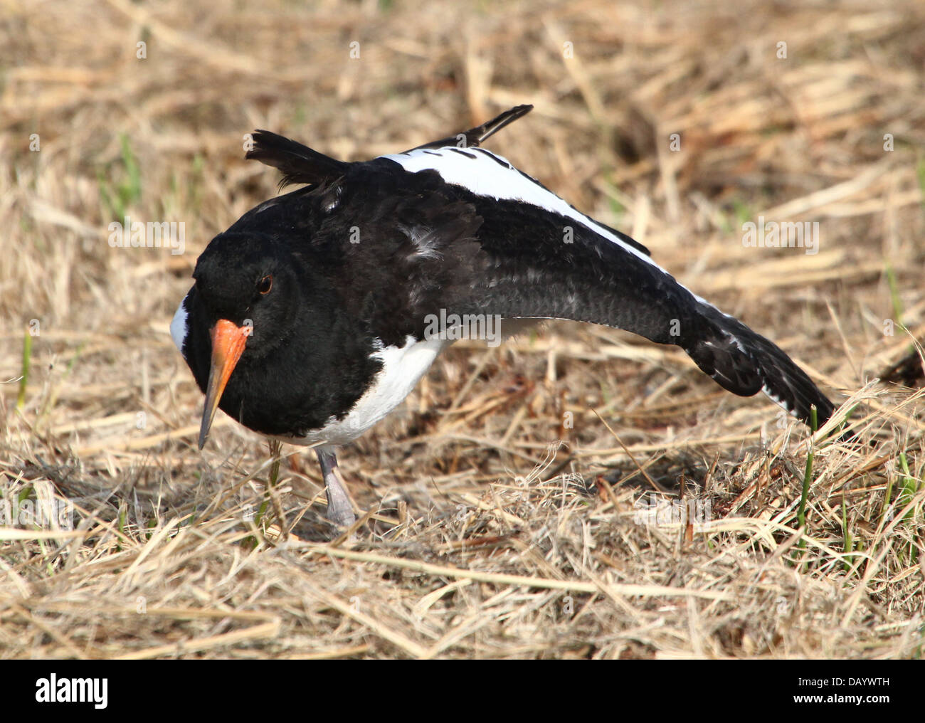 Juvenile Common Pied Oystercatcher (Haematopus ostralegus) stretching legs and wings Stock Photo