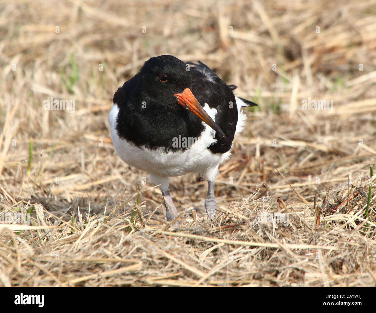 Juvenile oystercatcher hires stock photography and images Alamy