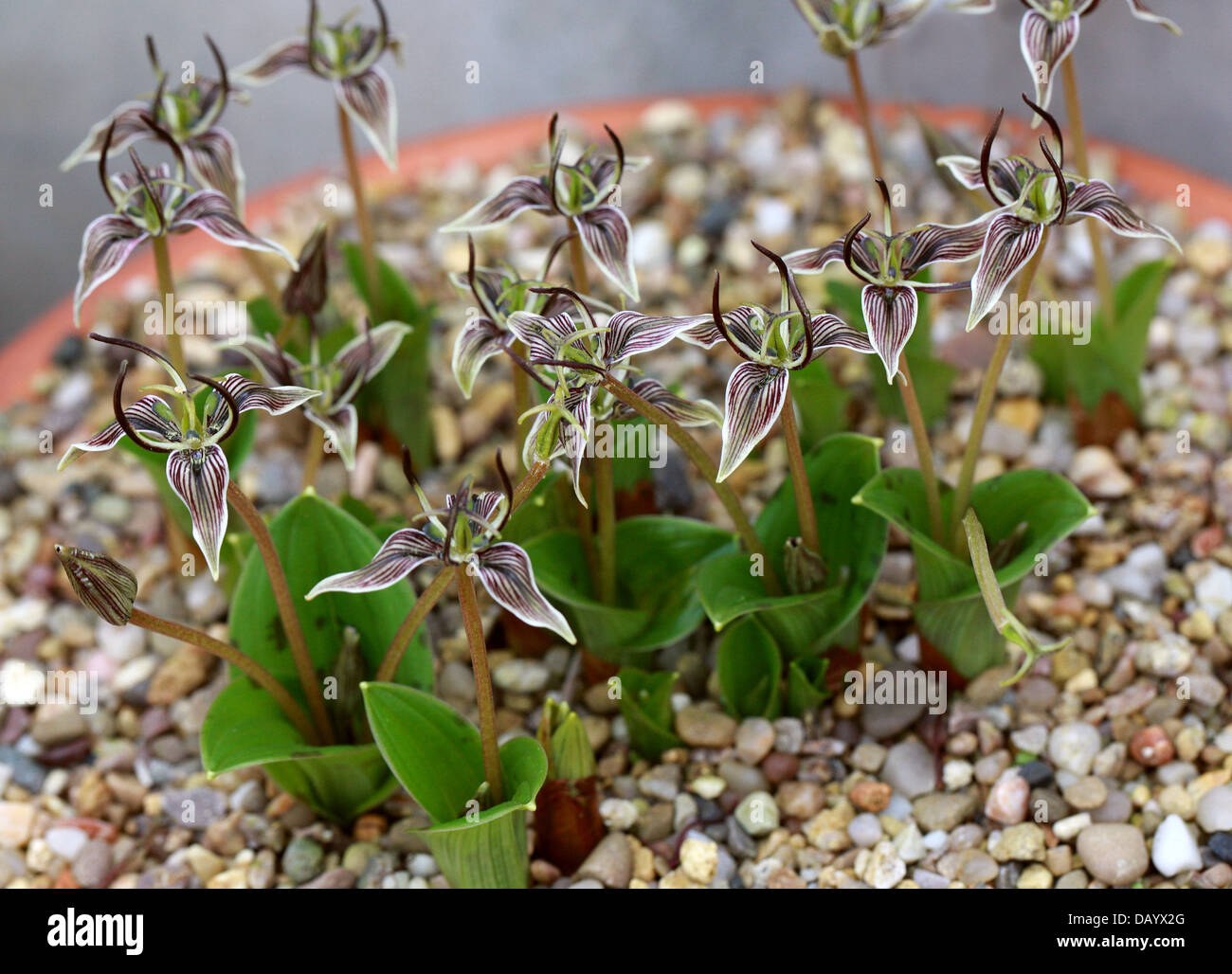 California Fetid Adder's Tongue, Scoliopus bigelovii, Liliaceae (Trilliaceae). California, USA, North America. Stock Photo