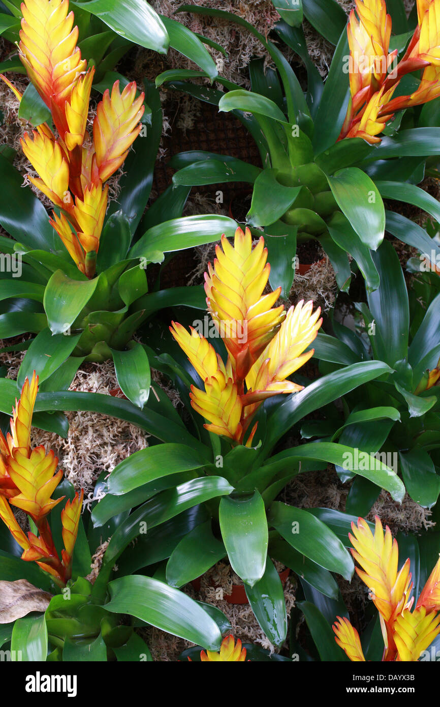 Hybrid of the Bromeliad Vriesea carinata, Bromeliaceae. Stock Photo