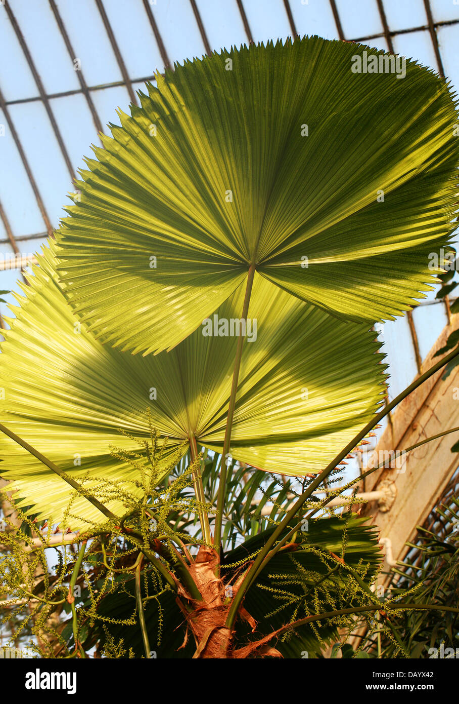 Ruffled Fan Palm, Vanuatu Fan Palm or Palas Palm, Licuala grandis, Arecaceae. Vanuatu, South Pacific. Stock Photo