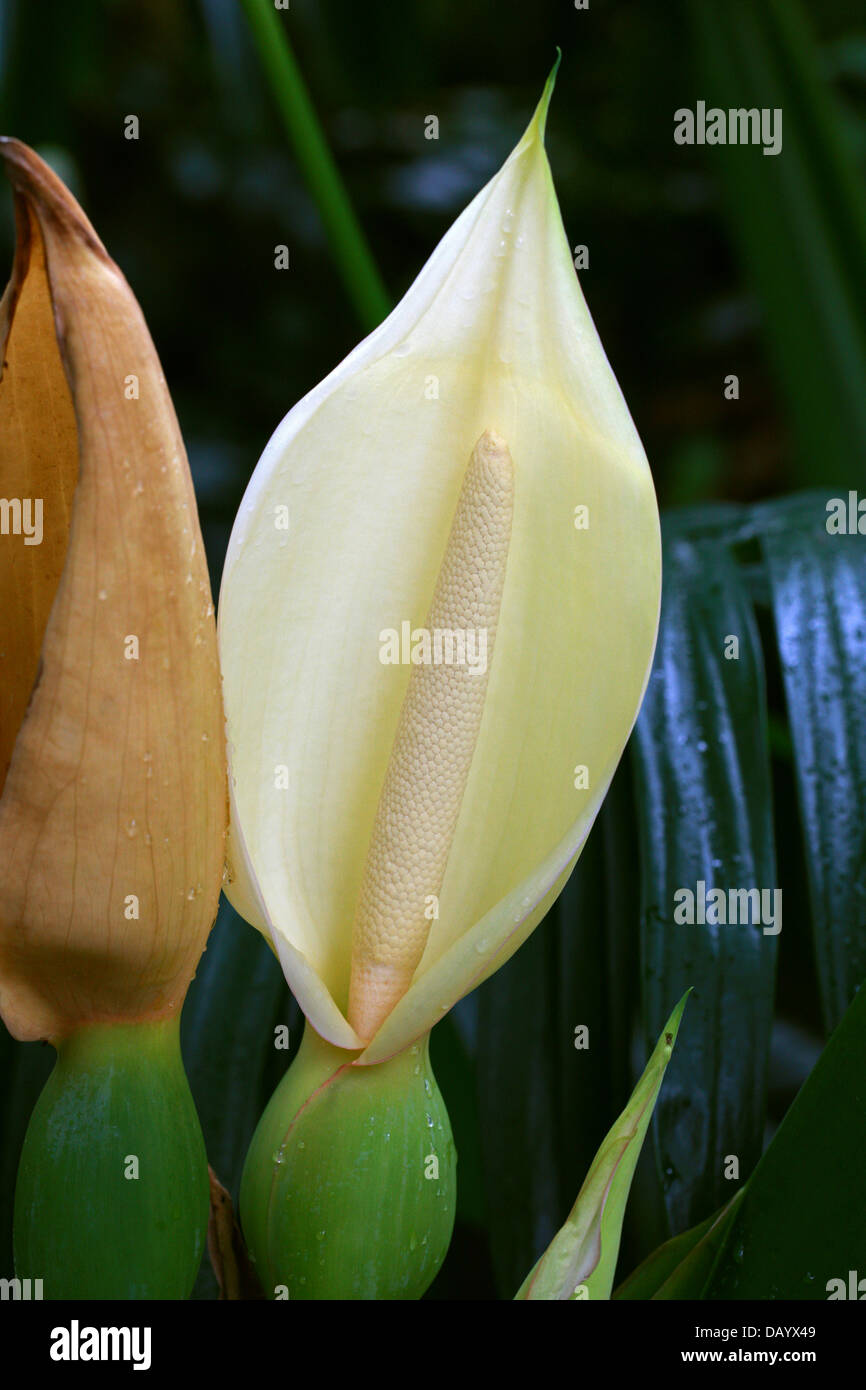 Tannia or Cocoyam, Xanthosoma sagittifolium, Araceae. South America. Aka Arrowleaf Elephant Ear or Arrowleaf Elephant's Ear. Stock Photo