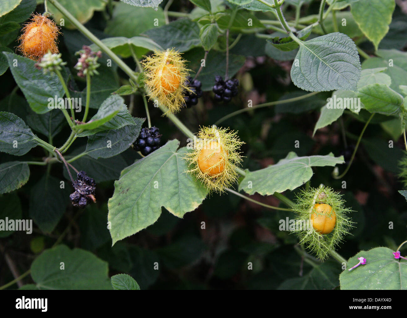 Bush Passion fruit, Wild Maracuja, Wild Water Lemon, Stinking Passionflower, Love-in-a-mist, Passiflora foetida, Passifloraceae. Stock Photo