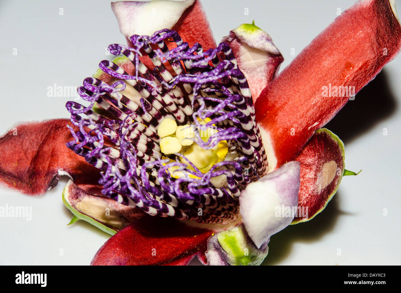 Passion fruit flower Stock Photo Alamy