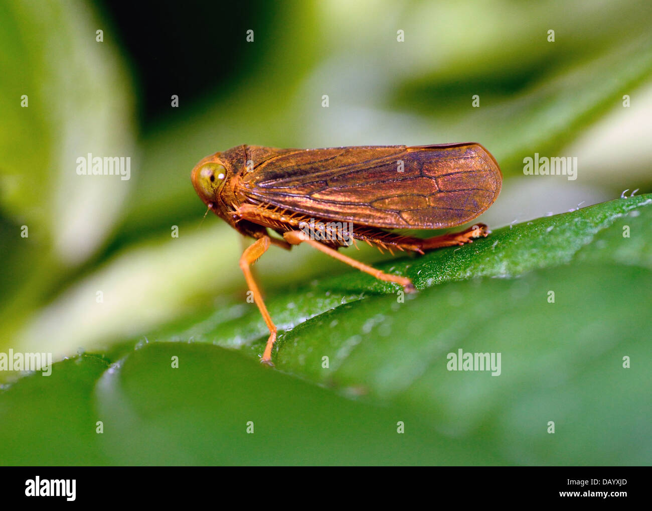 Macro shot of a Leafhopper insect perched on a green plant leaf. Stock Photo