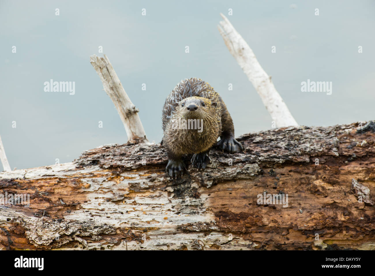 Stock photo of a North American river otter pup on a log. Stock Photo