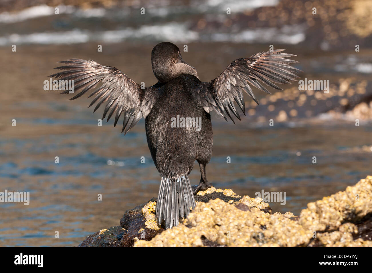 Stock photo of a flightless cormorant displaying his small wings. Stock Photo