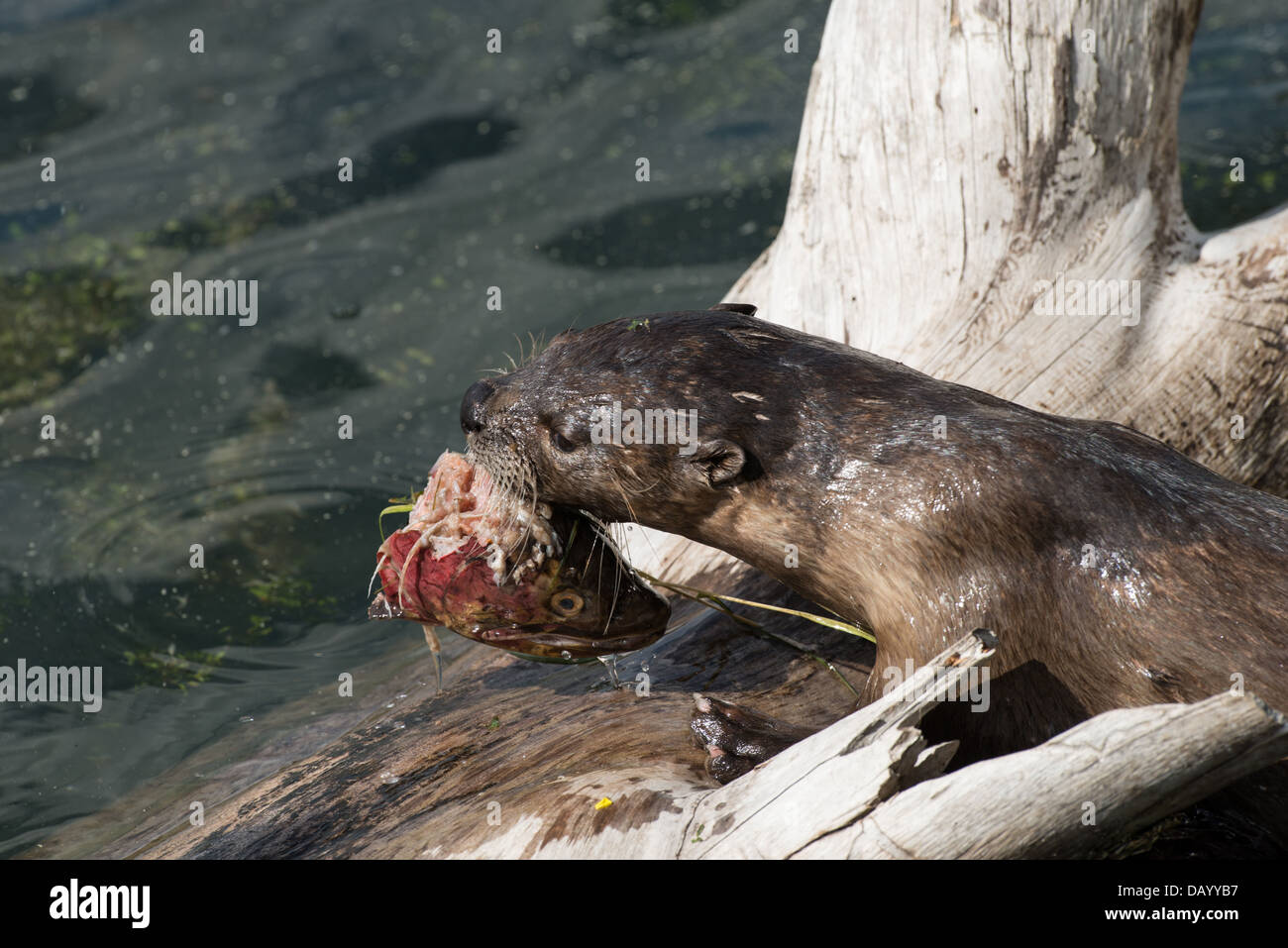 Stock photo of a North American river otter eating the head of a trout. Stock Photo