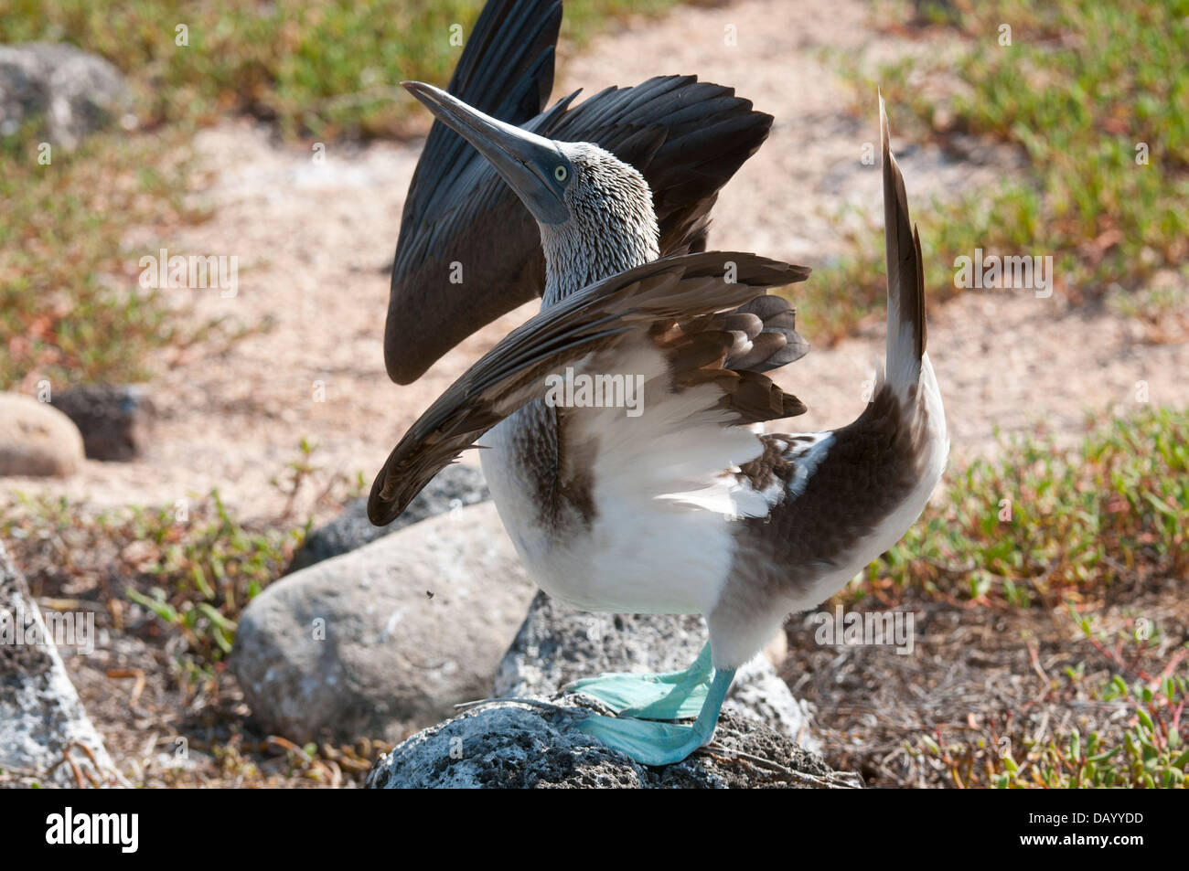 Stock photo of a blue-footed booby displaying breeding behavior Stock Photo