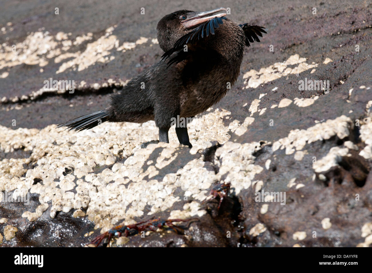 Stock photo of a flightless cormorant displaying his small wings. Stock Photo