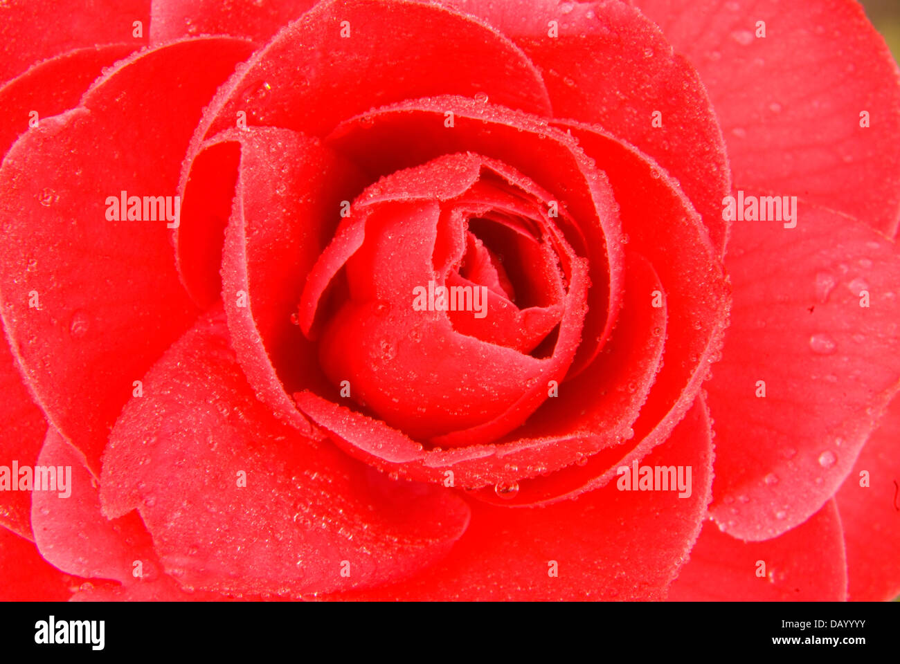 Camellia, Settlemier House, Woodburn, Oregon Stock Photo Alamy