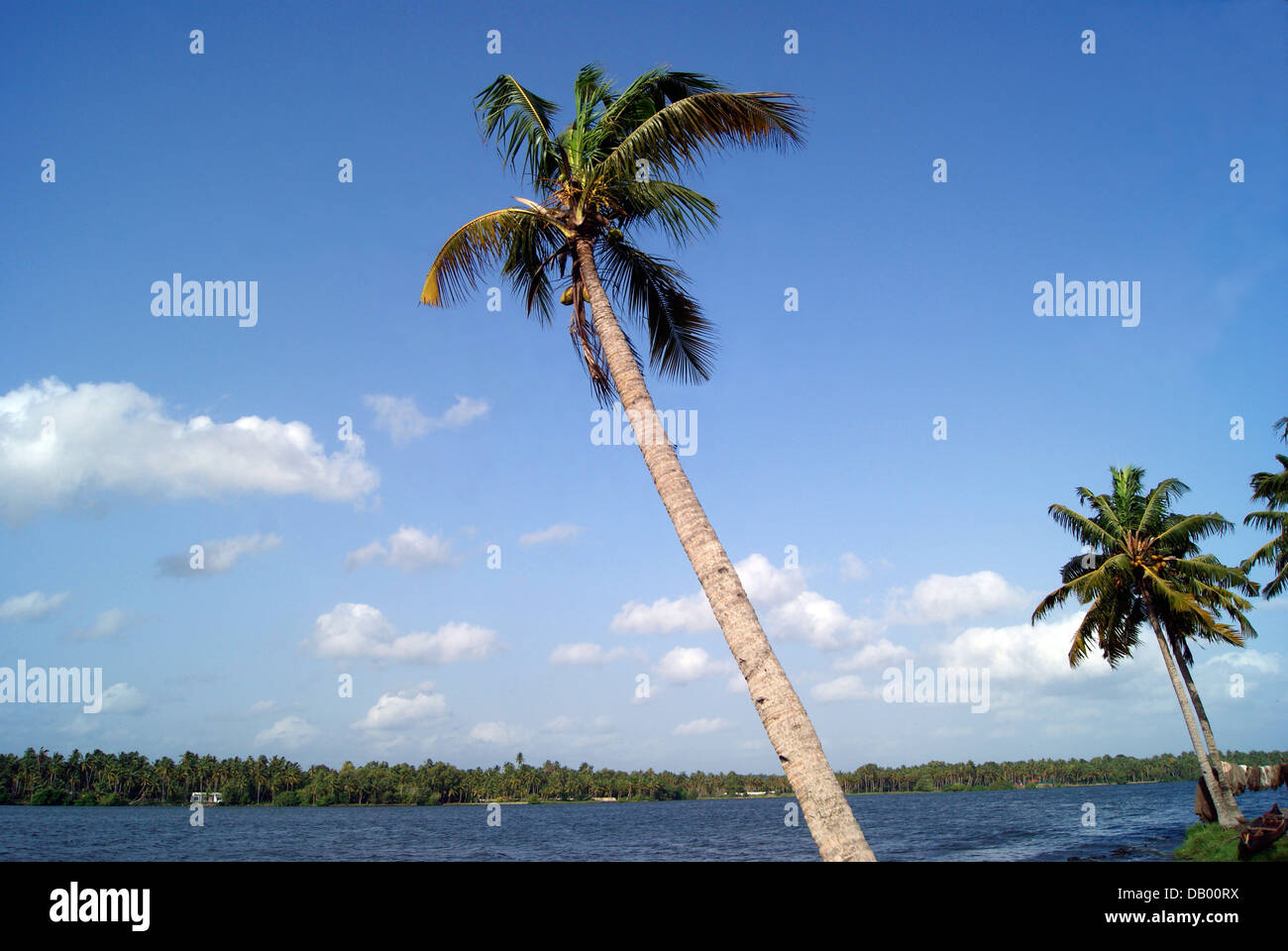 Coconut Tree on the Shores of Kerala Backwaters India Stock Photo
