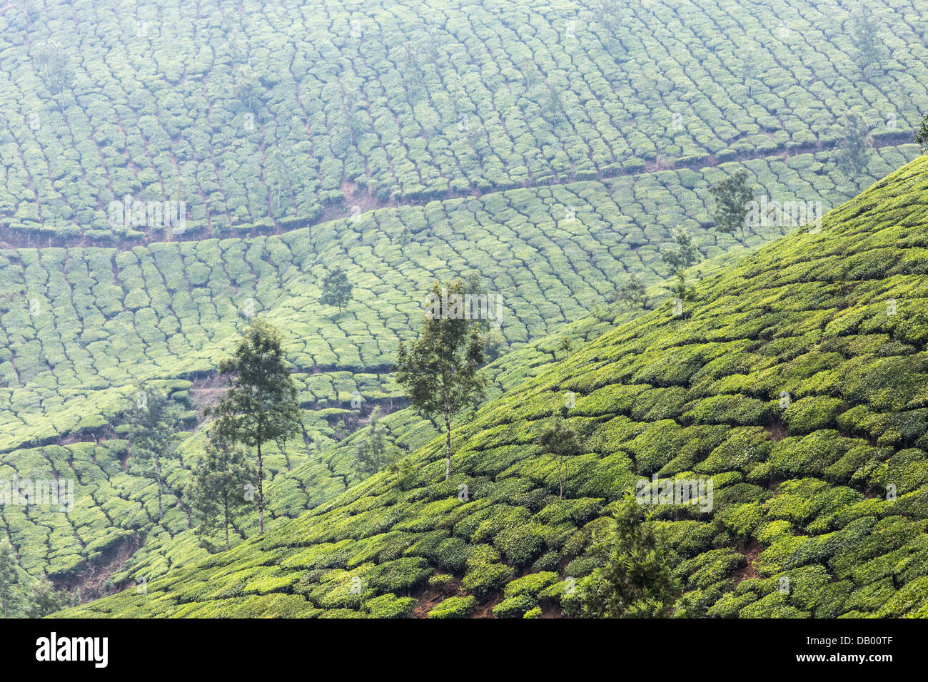 Tea plantation, Munar, India Stock Photo