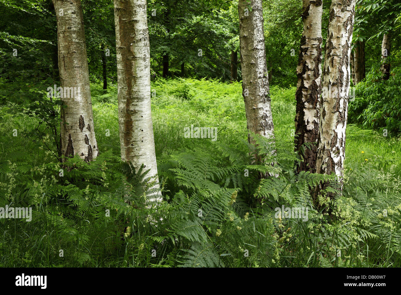 Green trees forrest texture hi-res stock photography and images - Alamy