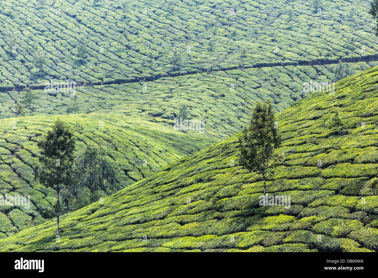 Tea plantation, Munar, India Stock Photo