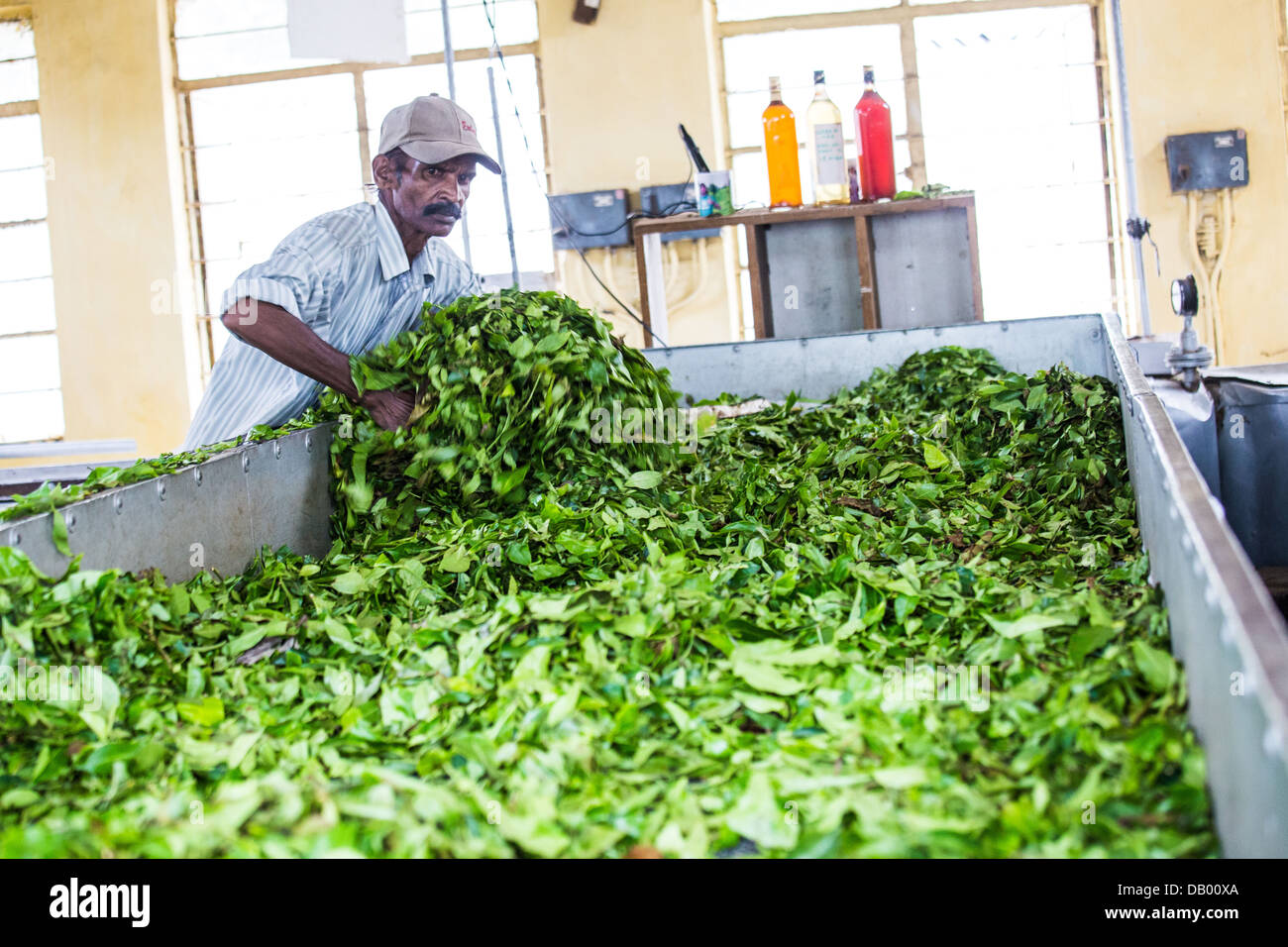 Tea plantation factory tour, Munar, India Stock Photo Alamy