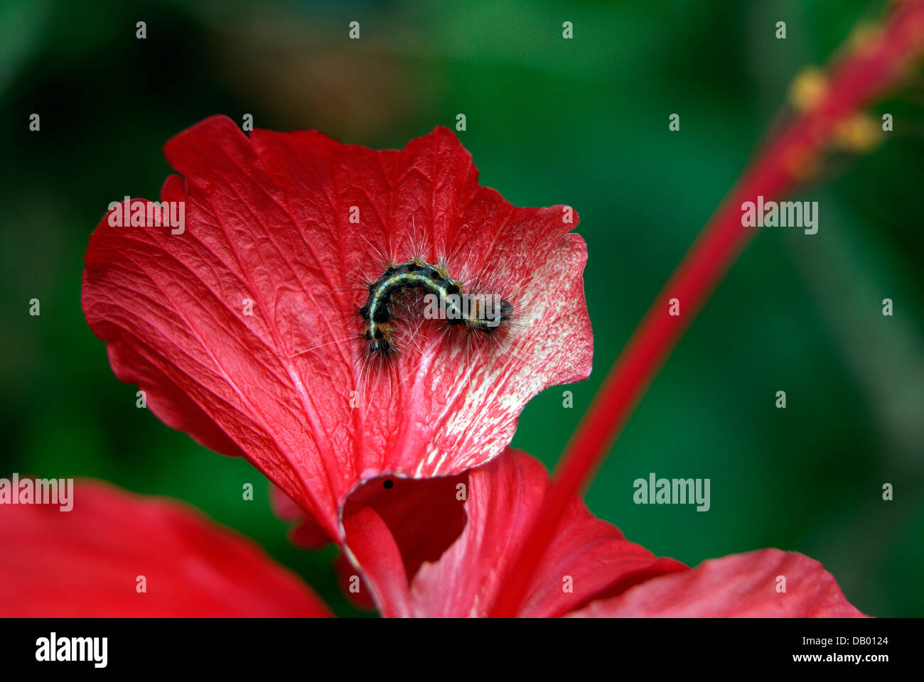 Caterpillar eating hibiscus flower petals hires stock photography and