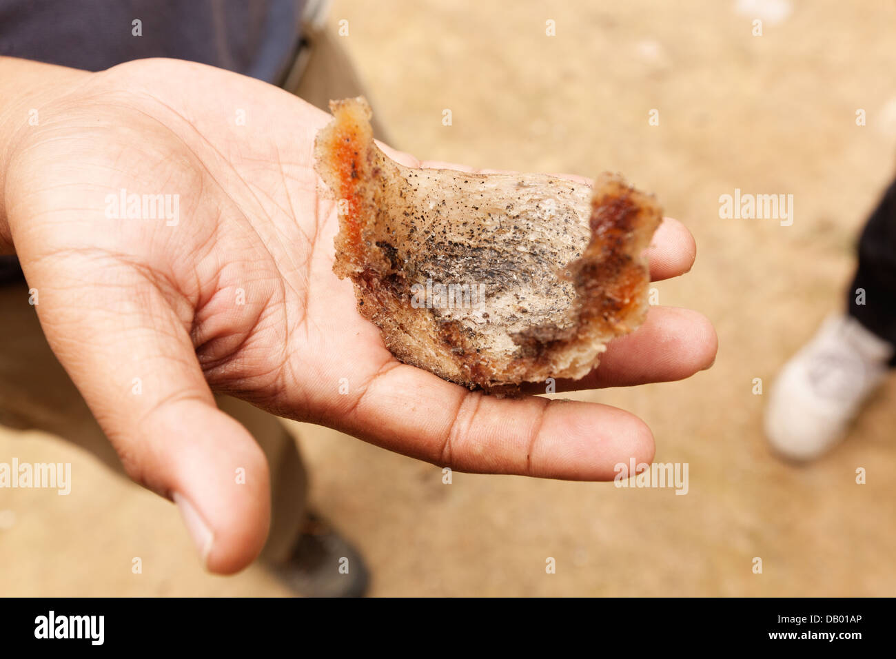 A guide holds a fragment of a swiftlet nest to be used in bird's nest