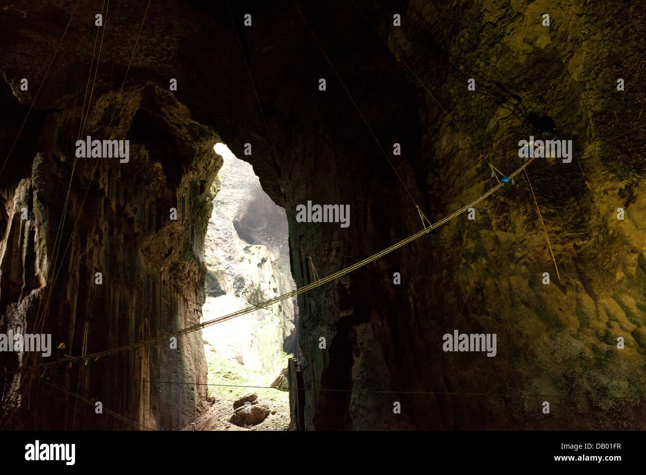 Workers on ladders harvest bird nests at Gomantong Caves in Sandakan district. The nests are