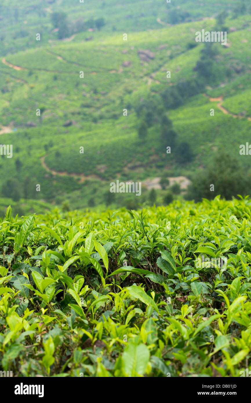 Tea plantation, Munar, India Stock Photo