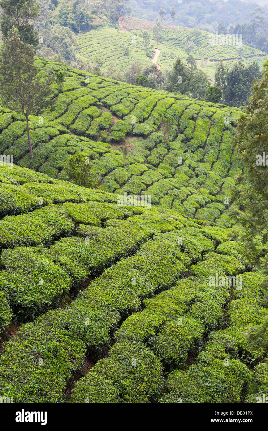 Tea plantation, Munar, India Stock Photo