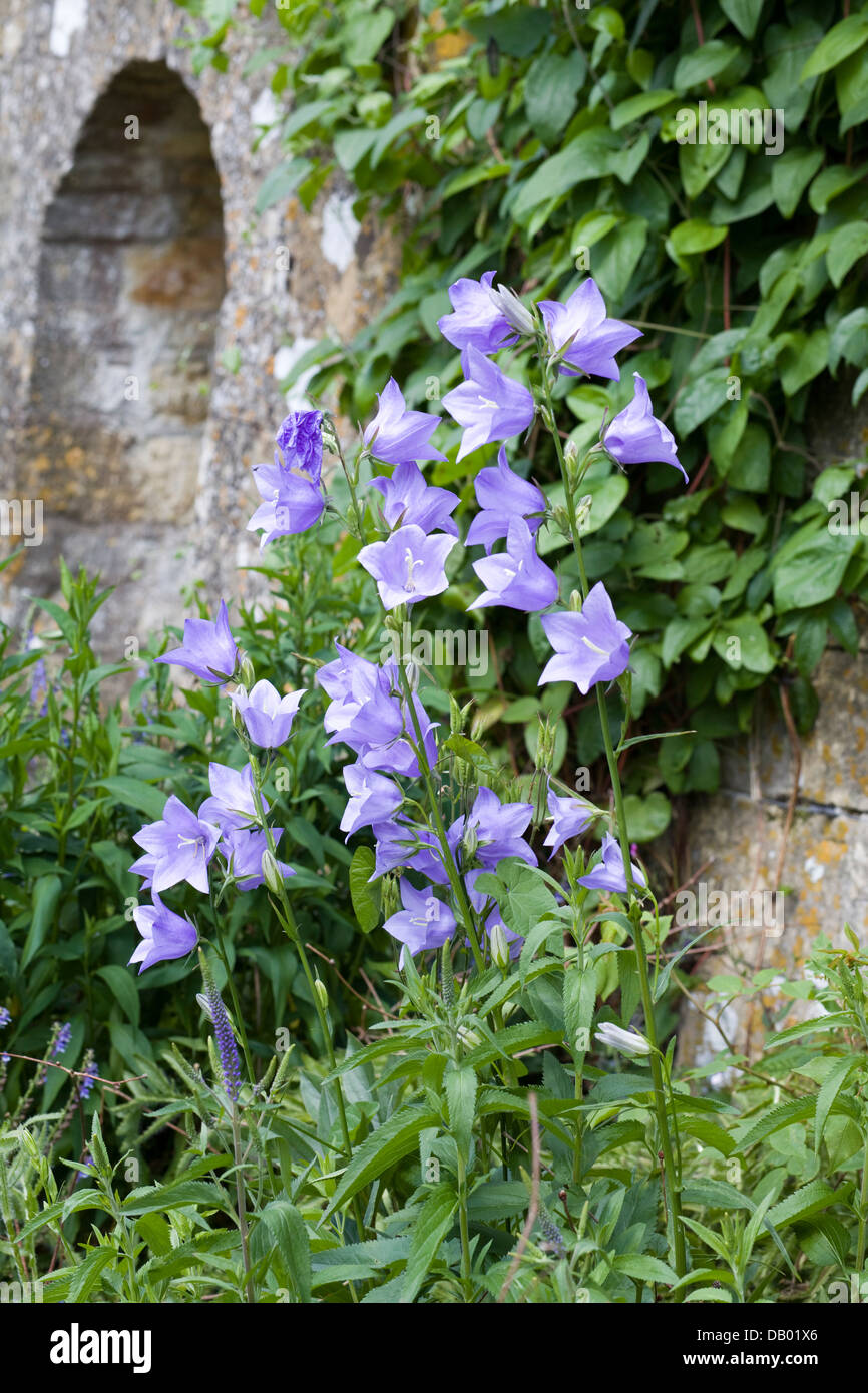 Flowers growing Against a stone Archway in an English wildflower meadow Stock Photo