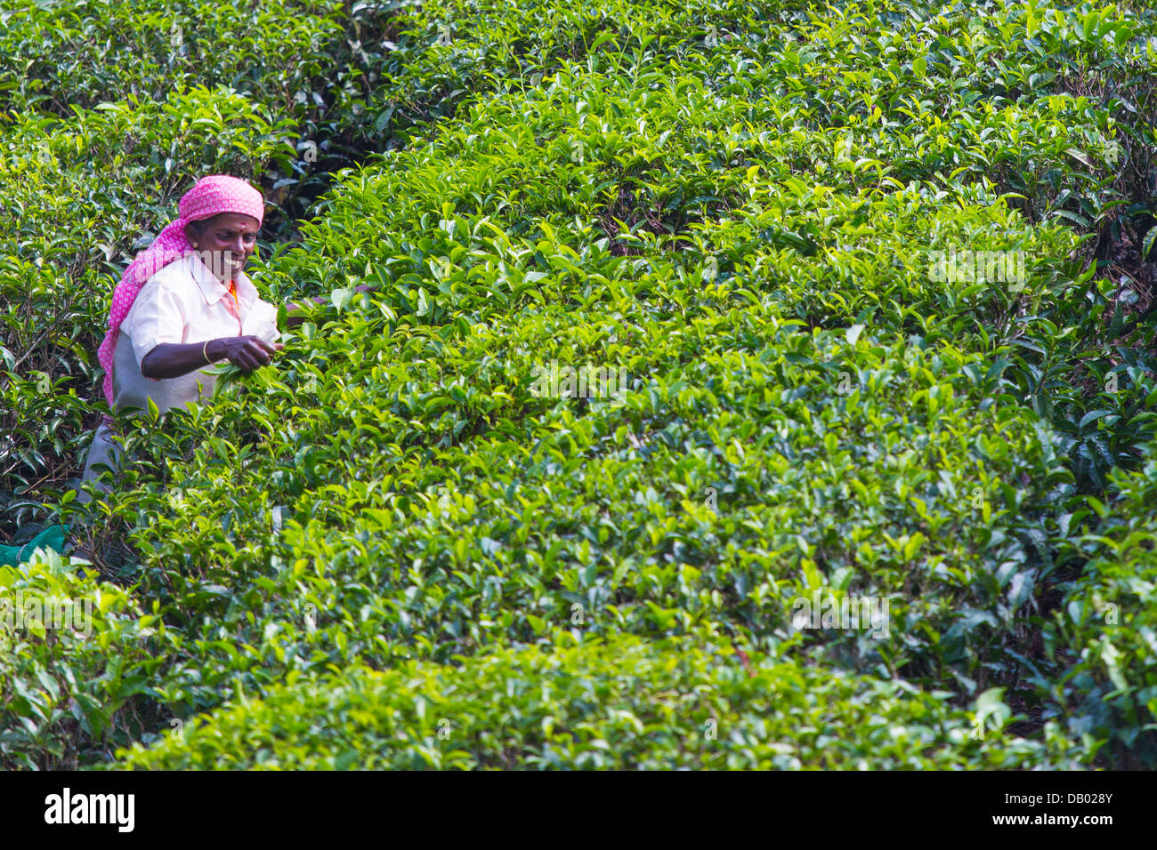 Woman picking tea at a tea plantation in Munar, India Stock Photo